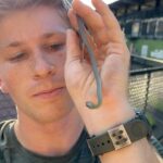 Robert Clarence Irwin Instagram - How cute is this tough little dude. With that attitude, its a good thing he’s non-venomous!