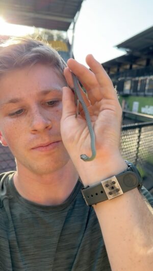 Robert Clarence Irwin Instagram - How cute is this tough little dude. With that attitude, its a good thing he’s non-venomous!