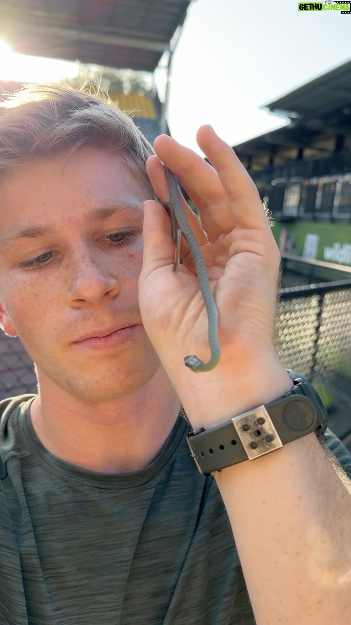 Robert Clarence Irwin - 263.7K Likes - How cute is this tough little dude. With that attitude, its a good thing he’s non-venomous!