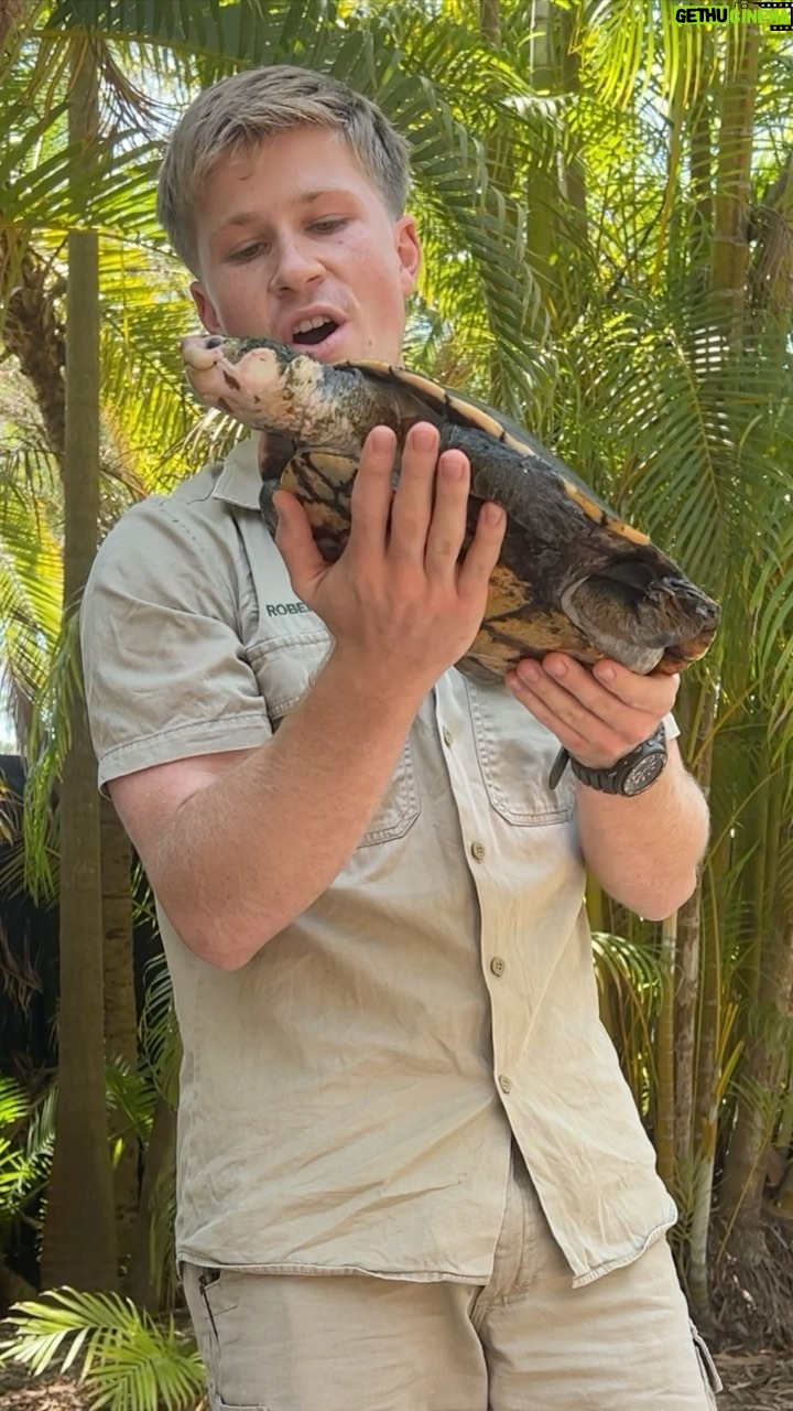 Robert Clarence Irwin Instagram - Our new Irwin’s turtles, the species that my dad discovered in the wild, now have a new home @australiazoo. He dreamed of a day when all our guests could experience this rare species firsthand and now it’s a reality!