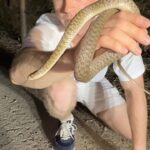 Robert Clarence Irwin Instagram - Harmless Keelback or highly venomous rough-scaled snake? Let’s find out…