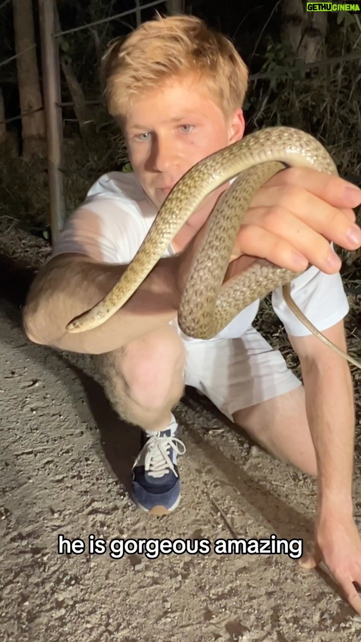 Robert Clarence Irwin Instagram - Harmless Keelback or highly venomous rough-scaled snake? Let’s find out…