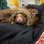 Robert Clarence Irwin Instagram - Cinnamon the Yellow-bellied glider, in care at our Wildlife Hospital… it’s impossible not to fall in love with that little face. Saving native wildlife is our passion at the hospital💛