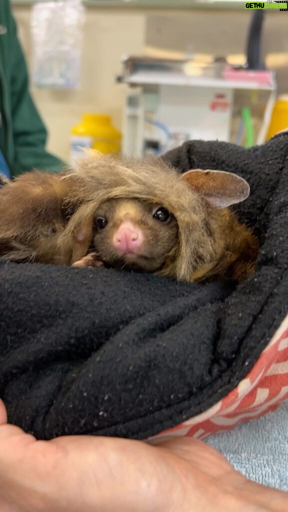 Robert Clarence Irwin Instagram - Cinnamon the Yellow-bellied glider, in care at our Wildlife Hospital… it’s impossible not to fall in love with that little face. Saving native wildlife is our passion at the hospital💛