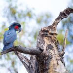 Robert Clarence Irwin Instagram - A rare and endangered palm cockatoo that I had the privilege of photographing on our wildlife refuge, The Steve Irwin Wildlife Reserve in remote Cape York. What makes this image special is the fact that this cockatoo is seen perched next to a nesting hollow. Our reserve offers about 330,000 acres of protected land for many species like this.