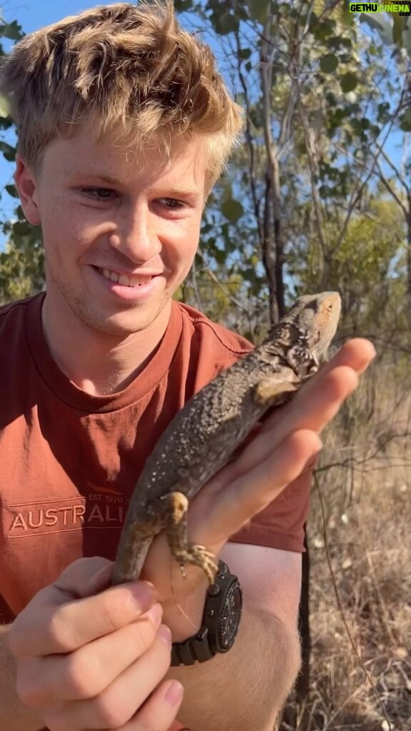 Robert Clarence Irwin Instagram - Bearded dragon! A common species in Australia’s outback, but a beautiful reptile nonetheless!!