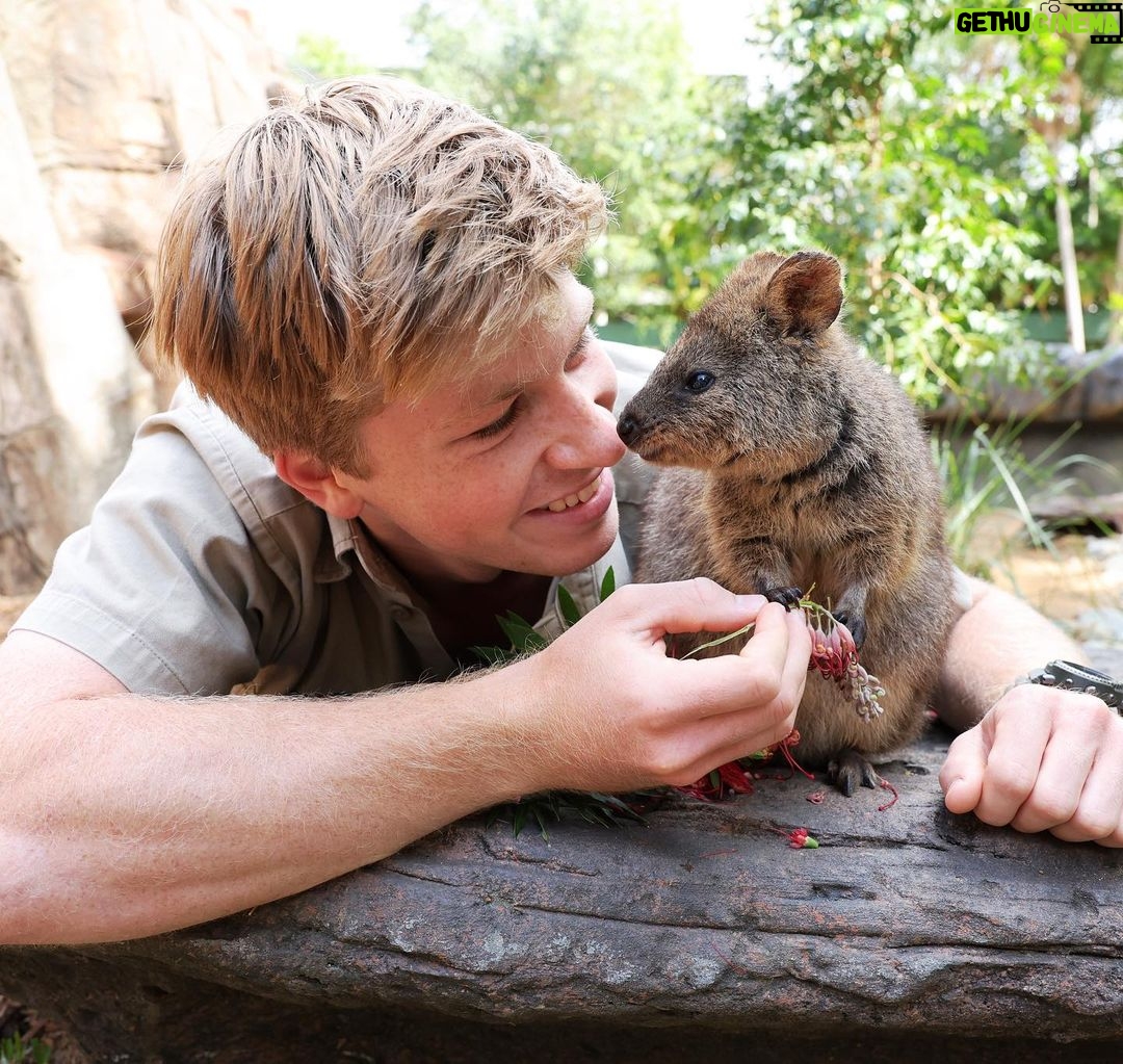 Robert Clarence Irwin Instagram - We love our quokkas @australiazoo ❤️