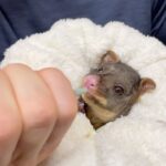 Robert Clarence Irwin Instagram - One of our most adorable Australia Zoo Wildlife Hospital patients currently in care ☺️