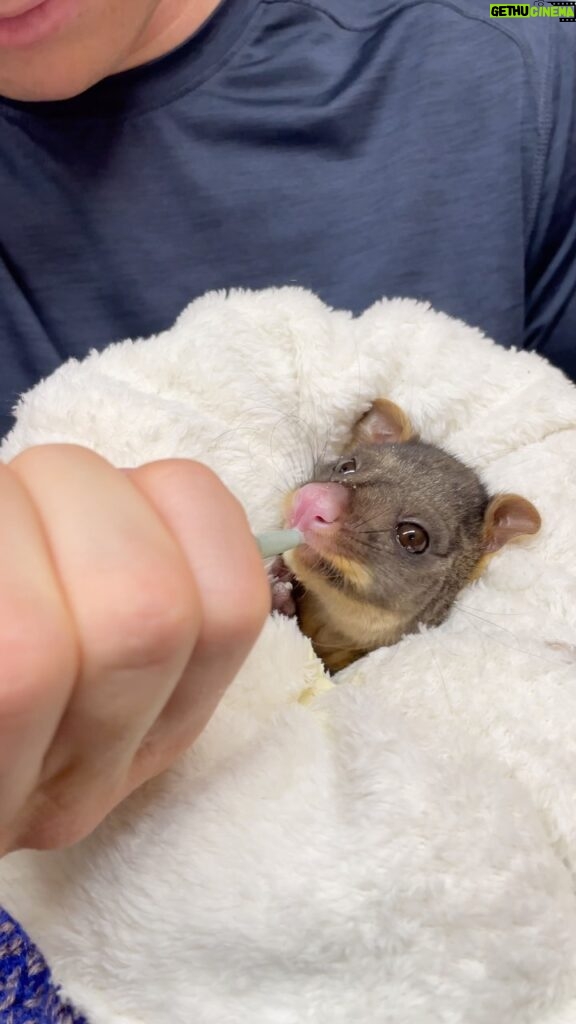 Robert Clarence Irwin Instagram - One of our most adorable Australia Zoo Wildlife Hospital patients currently in care ☺