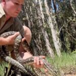 Robert Clarence Irwin Instagram - What’s better than finding one carpet python? Two! Rescued them both off the road - aren’t they just beautiful 👌