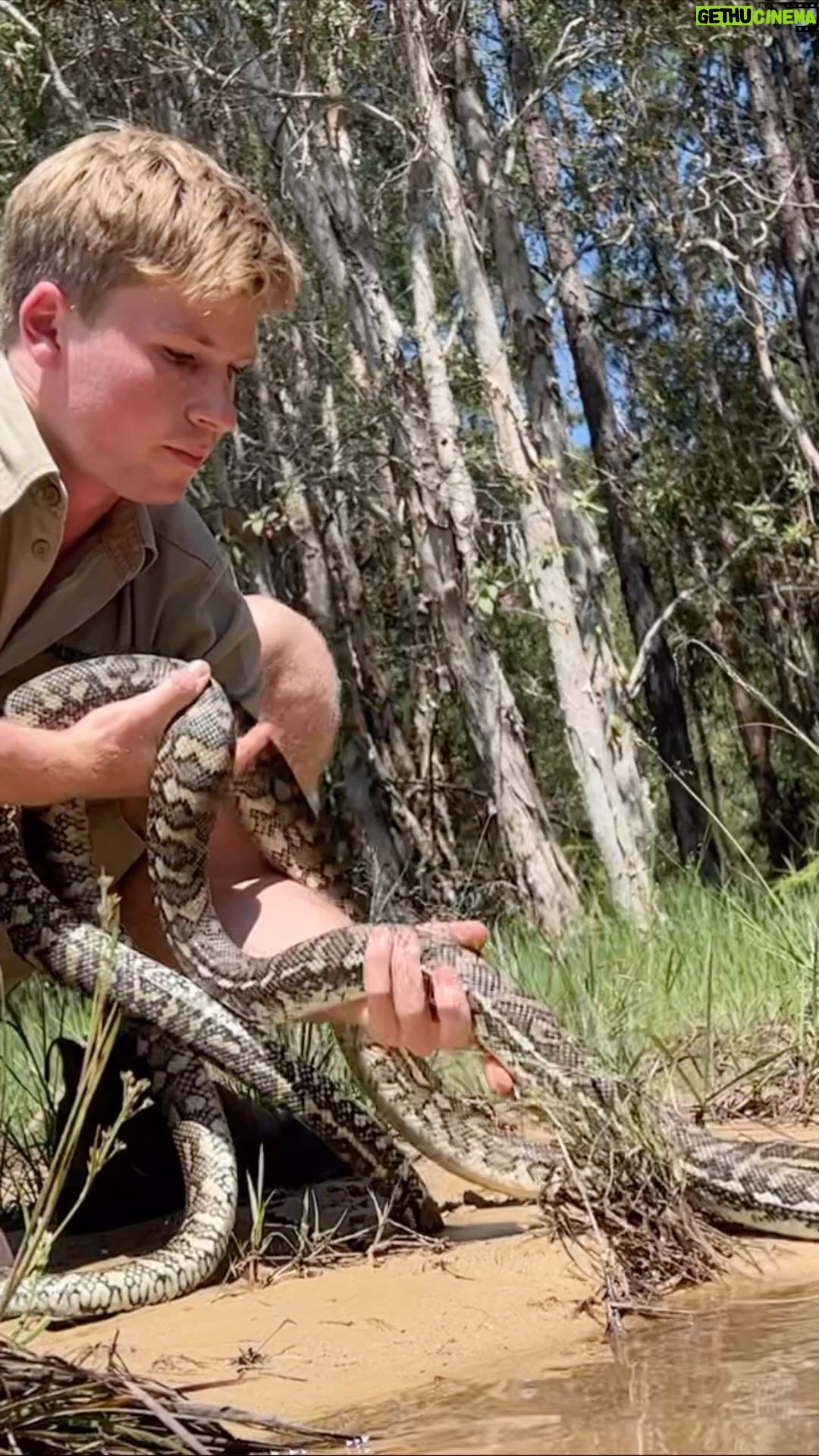 Robert Clarence Irwin Instagram - What’s better than finding one carpet python? Two! Rescued them both off the road - aren’t they just beautiful 👌