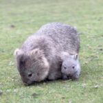 Robert Clarence Irwin Instagram - Exploring @tasmania’s breathtaking Maria Island for the first time and getting one on one with their adorable wombats! #ad #DiscoverTasmania