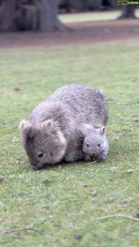 Robert Clarence Irwin Instagram - Exploring @tasmania’s breathtaking Maria Island for the first time and getting one on one with their adorable wombats! #ad #DiscoverTasmania