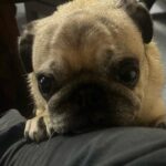 Robert Clarence Irwin Instagram - Stella the pug appreciation post 😂☺️❤️ @stellairwinthepug