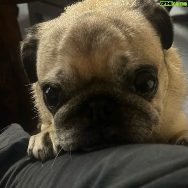Robert Clarence Irwin Instagram - Stella the pug appreciation post 😂☺️❤️ @stellairwinthepug