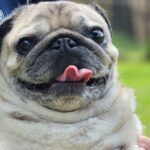 Robert Clarence Irwin Instagram - Stella the pug appreciation post 😂☺️❤️ @stellairwinthepug