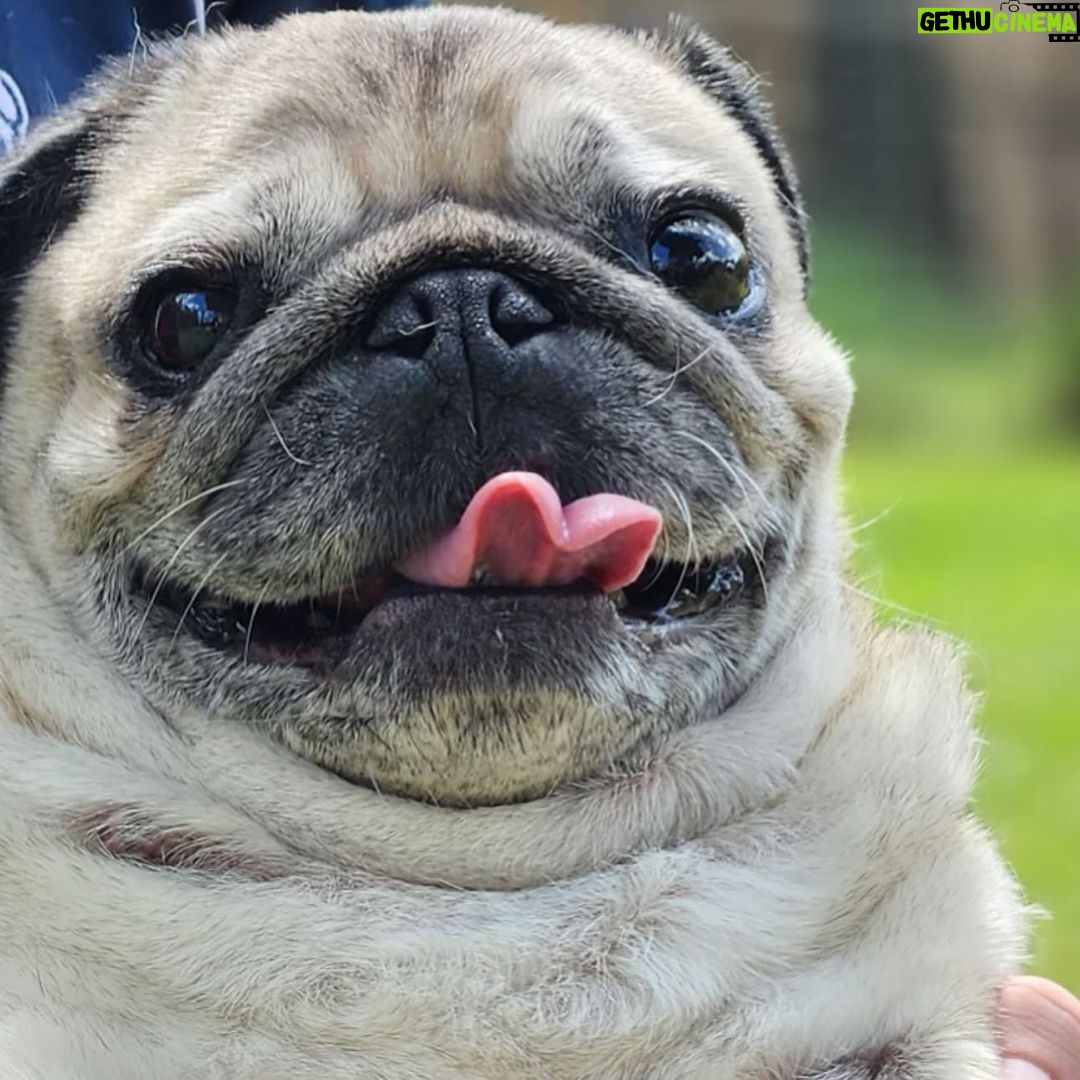 Robert Clarence Irwin Instagram - Stella the pug appreciation post 😂☺️❤️ @stellairwinthepug