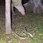 Robert Clarence Irwin Instagram - Check out this gorgeous brown tree snake!