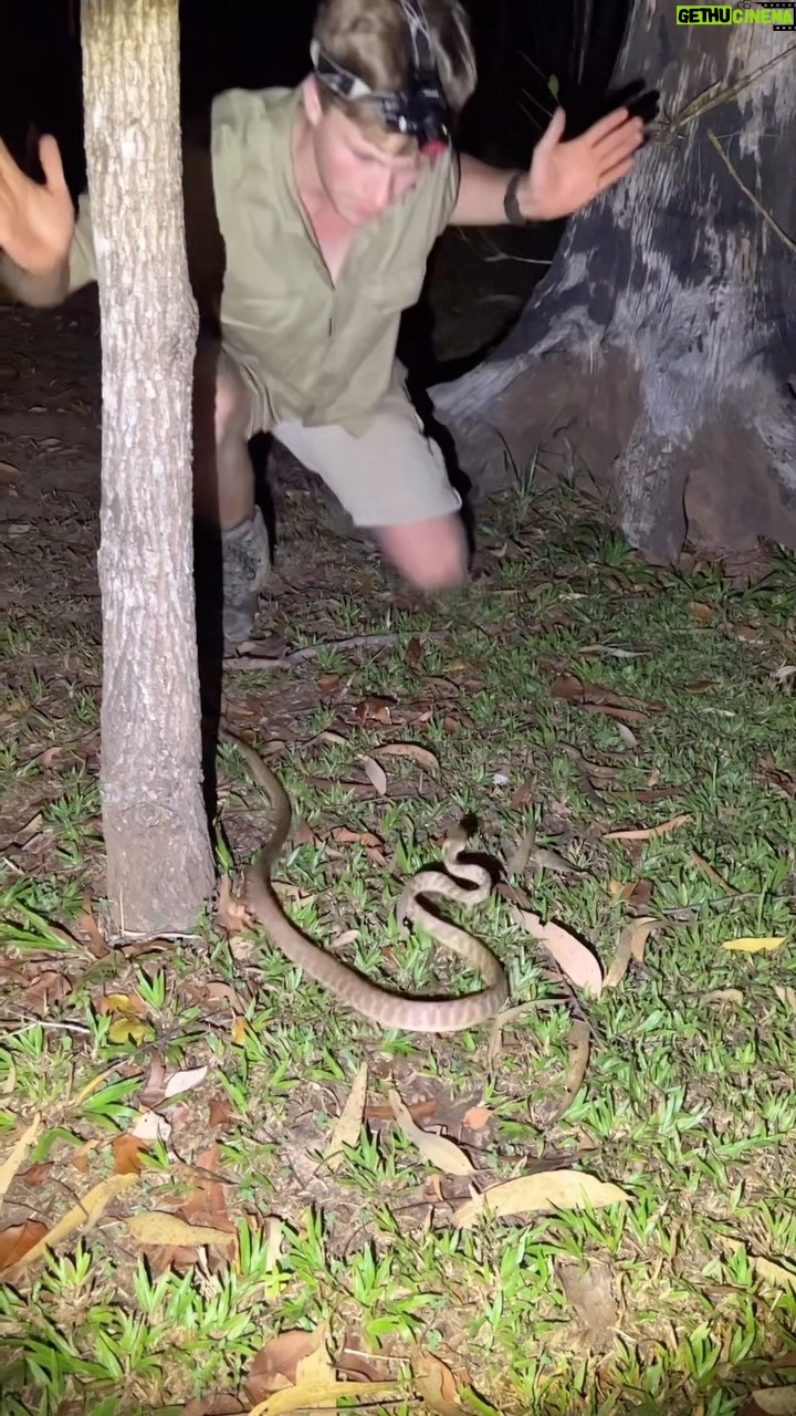 Robert Clarence Irwin Instagram - Check out this gorgeous brown tree snake!