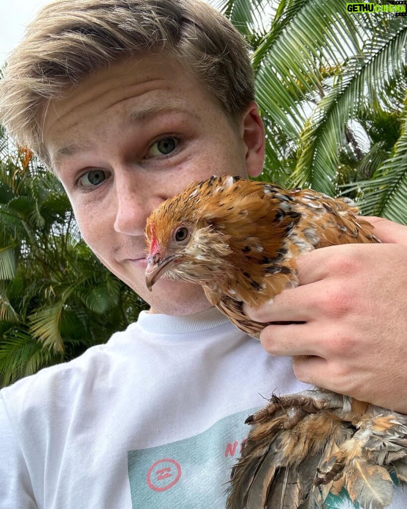 Robert Clarence Irwin Instagram - The newest members of the Irwin Family - Mochi, Cindy and Waffle the chickens… welcome to the fam, girls ☺❤