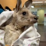 Robert Clarence Irwin Instagram - The many lives being saved at our Australia Zoo Wildlife Hospital ❤️