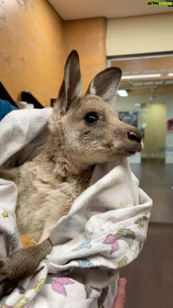 Robert Clarence Irwin Instagram - The many lives being saved at our Australia Zoo Wildlife Hospital ❤