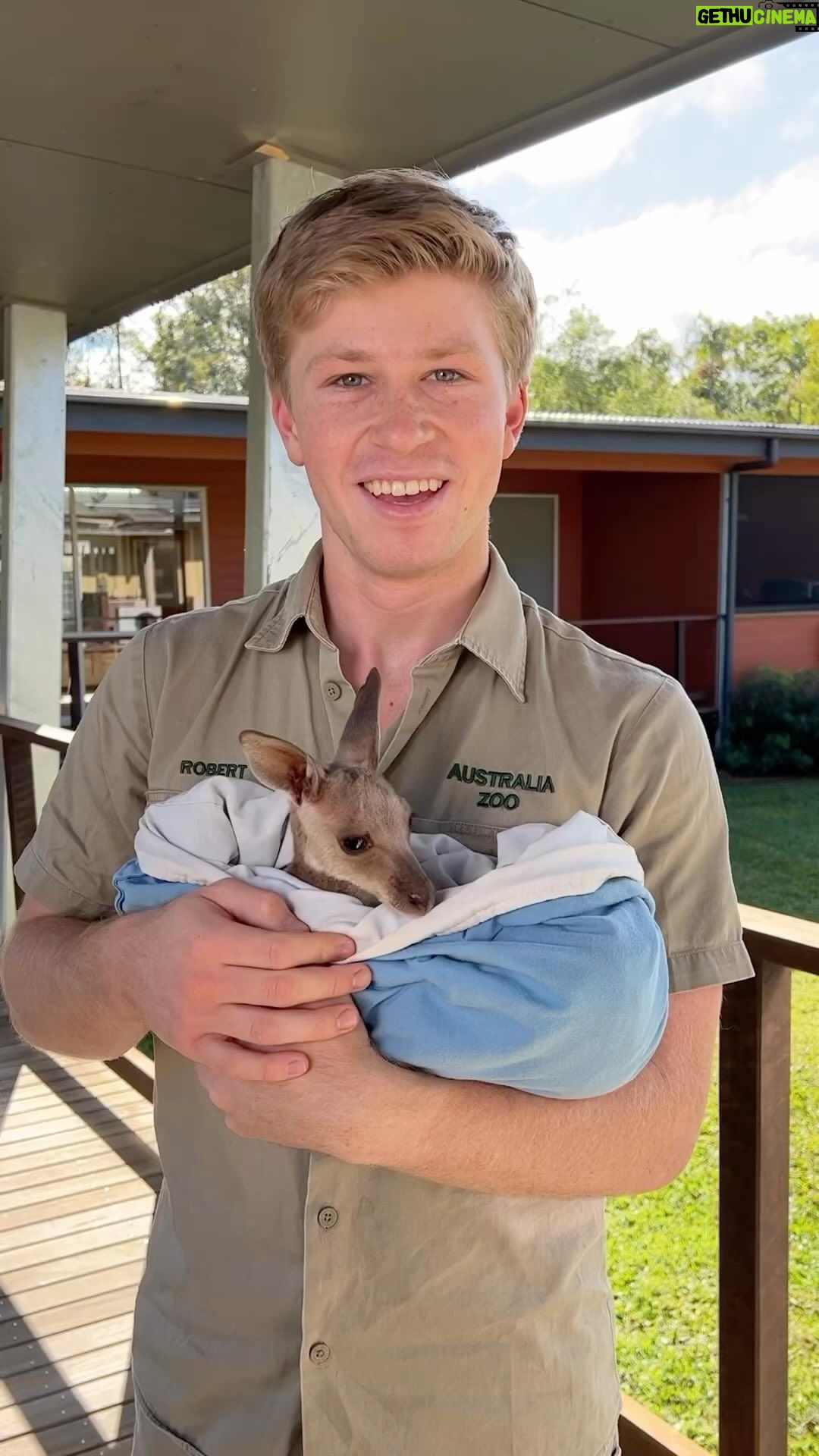 Robert Clarence Irwin Instagram - Meet Sully! One of the many lives saved at our Wildlife Hospital ❤️