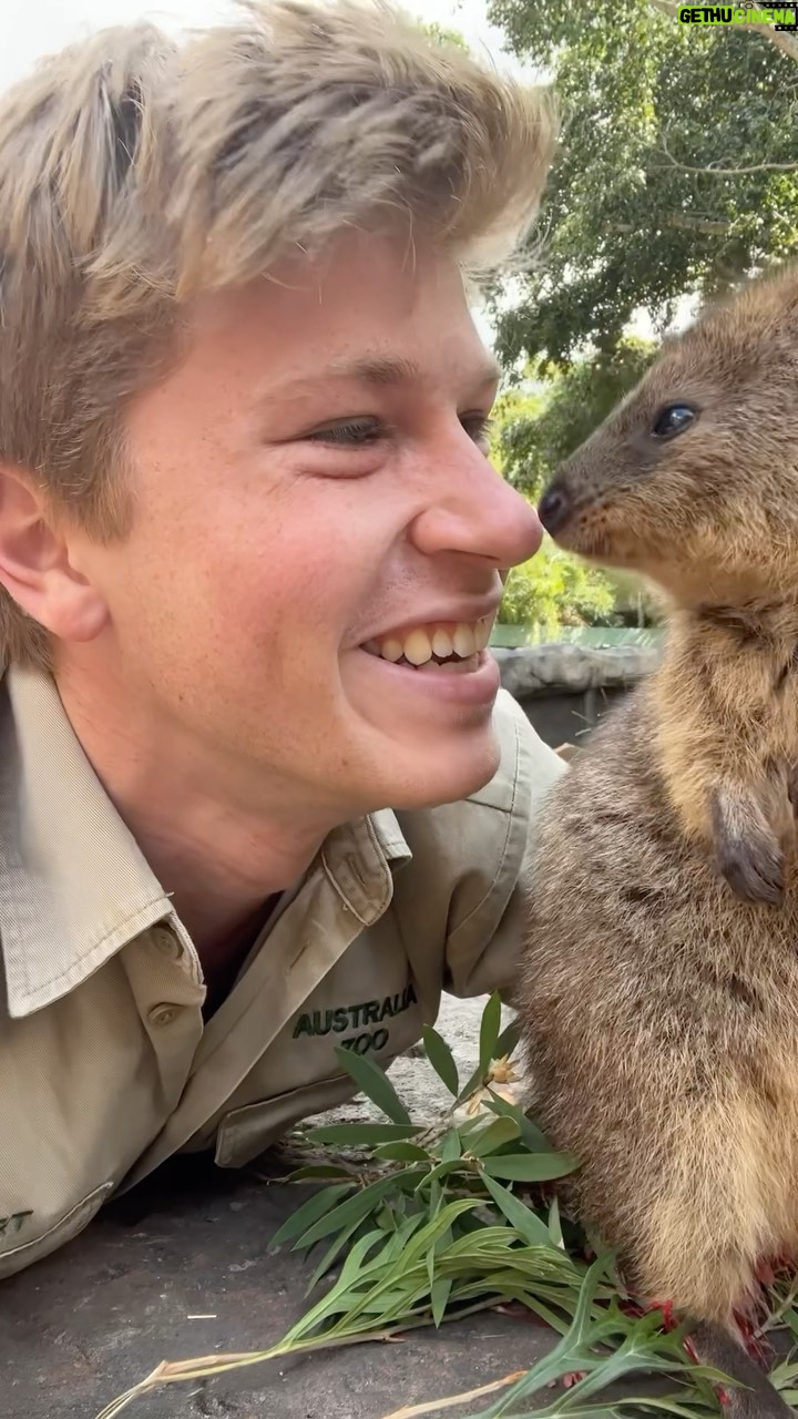 Robert Clarence Irwin - 1.3 Million Likes - Come meet the newest additions to our @australiazoo animal family… quokkas!!