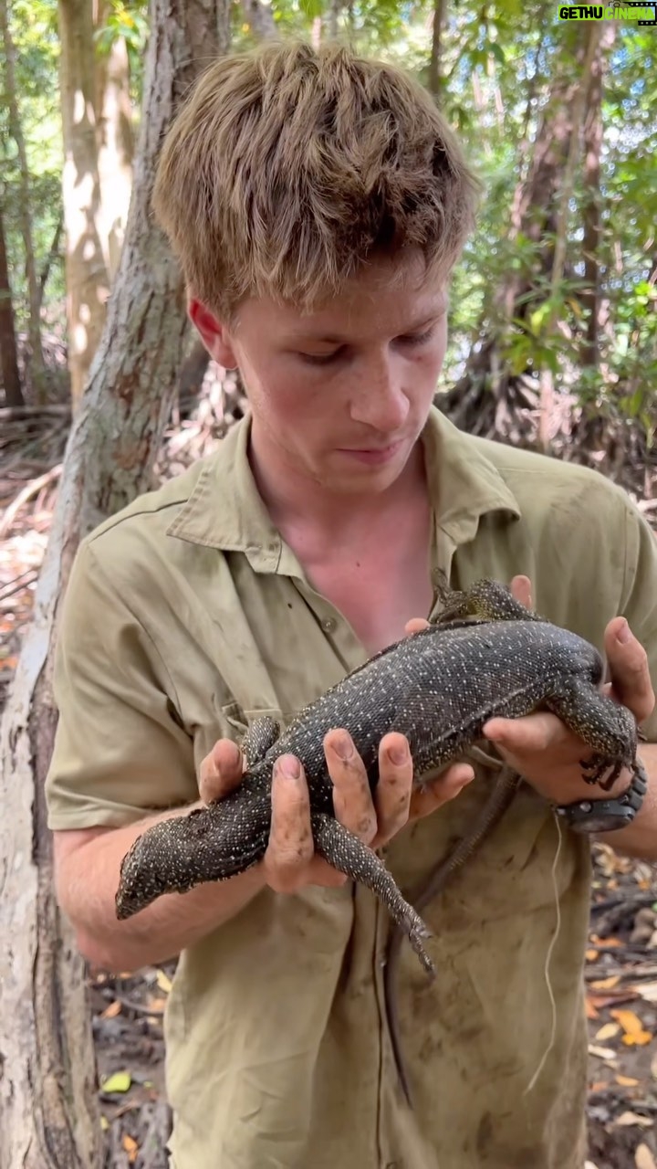 Robert Clarence Irwin Instagram - Mangrove monitor! One of my faves and a great find by @chandlerpowell 👌