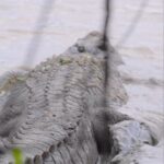 Robert Clarence Irwin Instagram - Crocodile number 251 in our groundbreaking research study, we named ‘Captain America’. He was a challenge to catch and full of energy non-stop… it seemed like he could do this all day. But we were able to successfully attach a tracker, on his flank… on your left. Now we can see where he goes and what he gets up to, in order to learn more about this elusive species… thanks to incredible telemetry technology, we’ll be with him to the end of the line.
