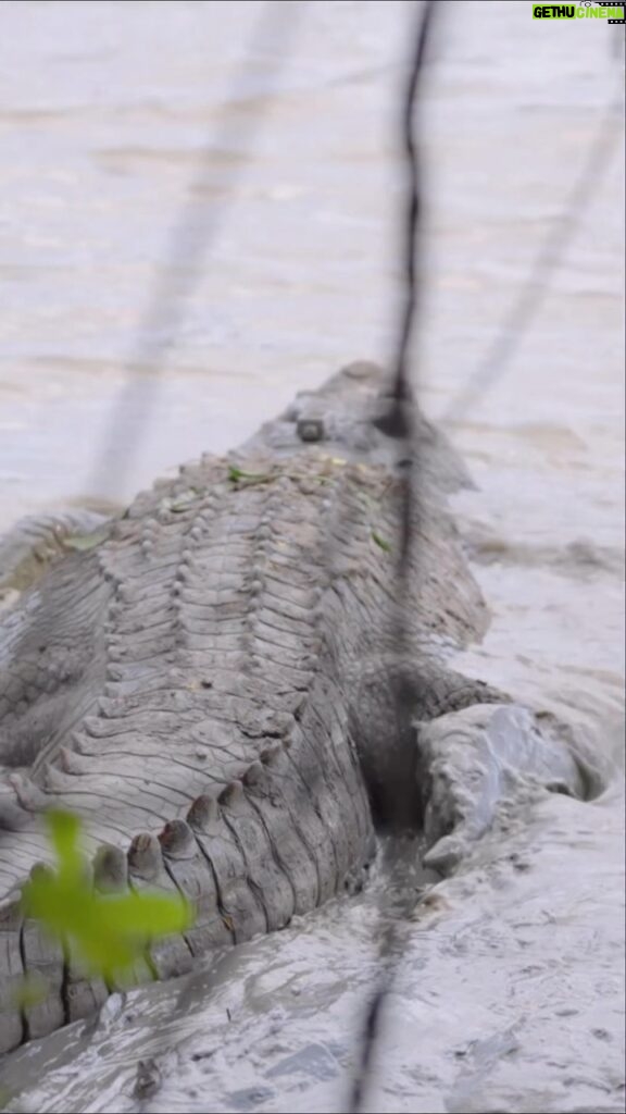 Robert Clarence Irwin Instagram - Crocodile number 251 in our groundbreaking research study, we named ‘Captain America’. He was a challenge to catch and full of energy non-stop… it seemed like he could do this all day. But we were able to successfully attach a tracker, on his flank… on your left. Now we can see where he goes and what he gets up to, in order to learn more about this elusive species… thanks to incredible telemetry technology, we’ll be with him to the end of the line.