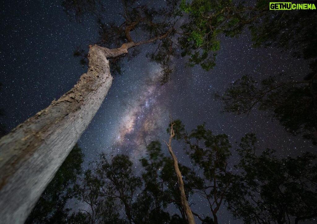 Robert Clarence Irwin Instagram - Without a scrap of light pollution, the stars are absolutely stunning above the woodland of the Steve Irwin Wildlife Reserve. I love using these towering trees to frame the Milky Way.