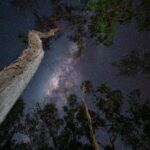 Robert Clarence Irwin Instagram - Without a scrap of light pollution, the stars are absolutely stunning above the woodland of the Steve Irwin Wildlife Reserve. I love using these towering trees to frame the Milky Way.