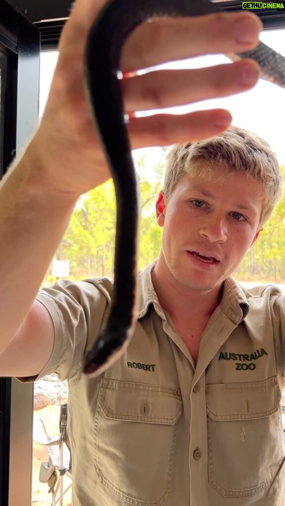 Robert Clarence Irwin Instagram - Rescued this keelback snake from under a step of all places!