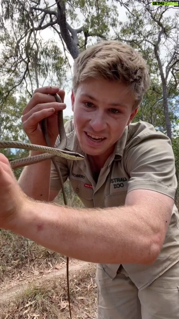 Robert Clarence Irwin Instagram - Helping a tree snake cross the road!