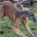 Robert Clarence Irwin Instagram - Theo the Red Kangaroo, what a dude 💪