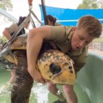 Robert Clarence Irwin Instagram - Check out one of our latest Wildlife Hospital patients, Captain Pete is the biggest loggerhead sea turtle I’ve ever seen!