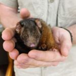 Robert Clarence Irwin Instagram - This little ringtail possum has a sad story but a bright future! Her mum was hit by a car and sadly didn’t survive, but thanks to our amazing Wildlife Hospital team this little one is set to make a full recovery. She will be raised up and released back to the wild as soon as she’s old enough ❤️