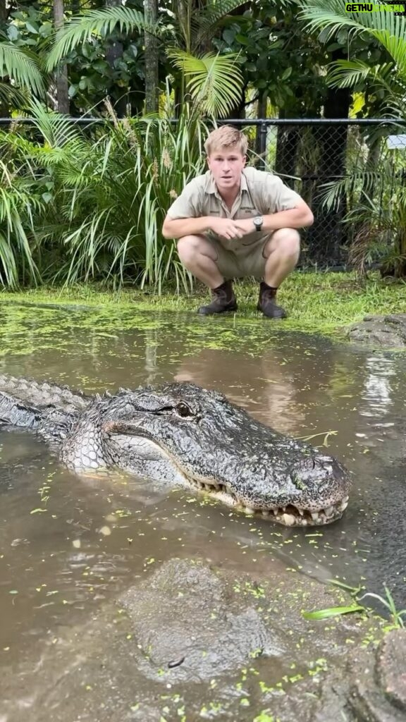 Robert Clarence Irwin Instagram - Just a few of our many alligators that call Australia Zoo home!