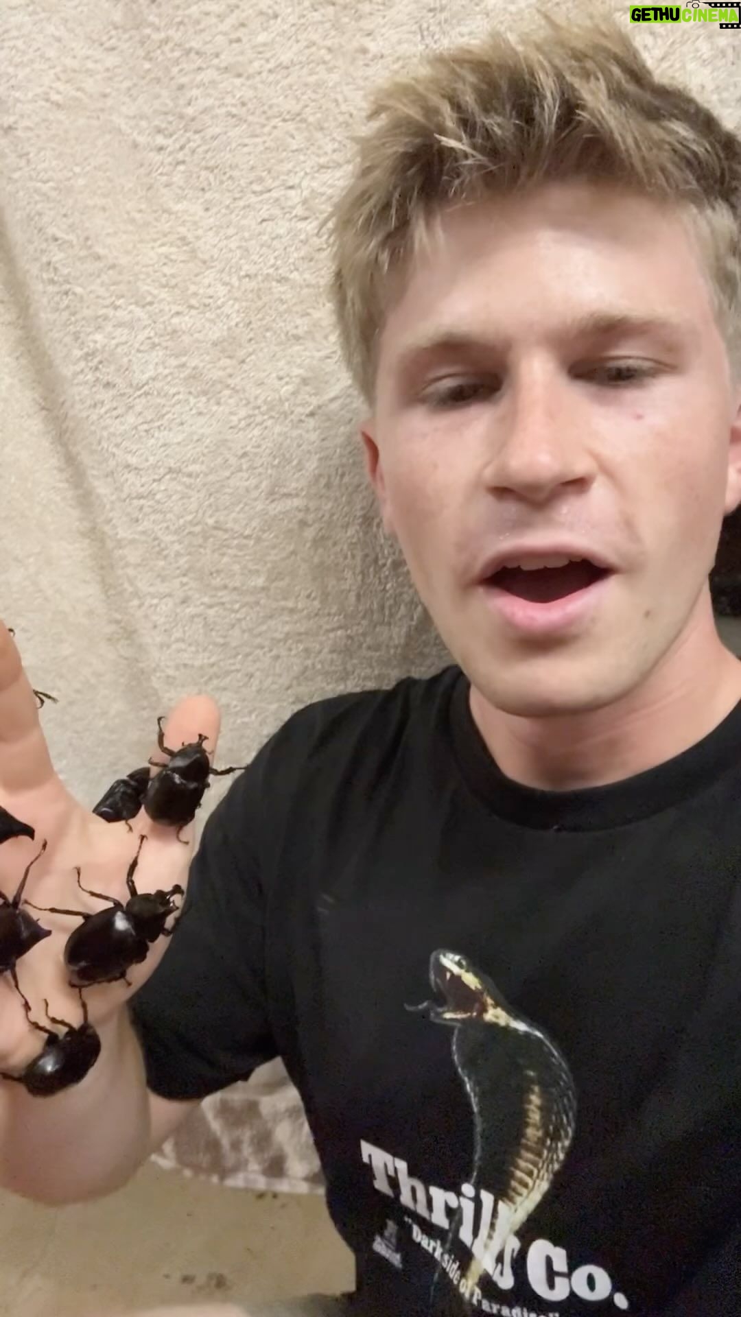 Robert Clarence Irwin Instagram - Theres been quite the rhinoceros beetle influx on my porch 😂