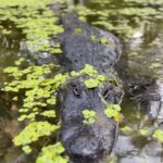 Robert Clarence Irwin Instagram - Morning Daisy ☺️🐊