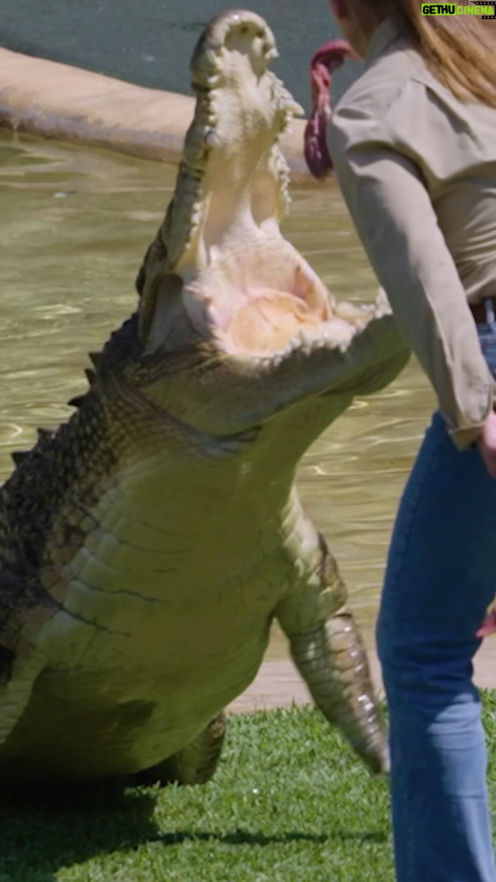 Robert Clarence Irwin Instagram - We’ll see you at #AustraliaZoo! 🐊