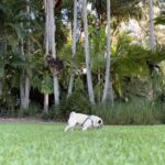 Robert Clarence Irwin Instagram - A day in the life of Stella the Pug ☺️