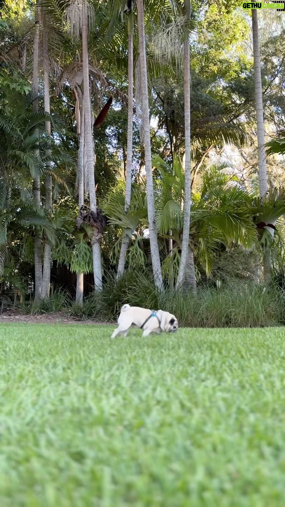 Robert Clarence Irwin Instagram - A day in the life of Stella the Pug ☺️