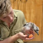 Robert Clarence Irwin Instagram - One of the latest patients being cared for at our Australia Zoo Wildlife Hospital - a poor little baby curlew who lost her mum and sustained a leg injury. She is one of the thousands of native animals that we treat every year at the hospital!