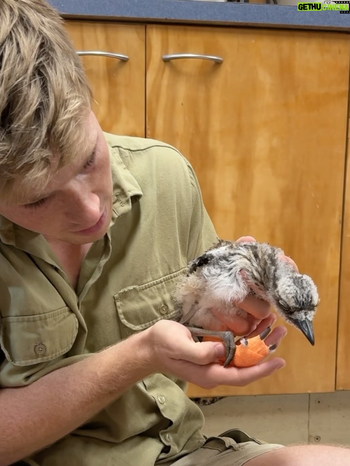 Robert Clarence Irwin Instagram - One of the latest patients being cared for at our Australia Zoo Wildlife Hospital - a poor little baby curlew who lost her mum and sustained a leg injury. She is one of the thousands of native animals that we treat every year at the hospital!