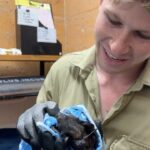 Robert Clarence Irwin Instagram – This is Clyde! A flying fox under our life-saving care at the Australia Zoo Wildlife Hospital!