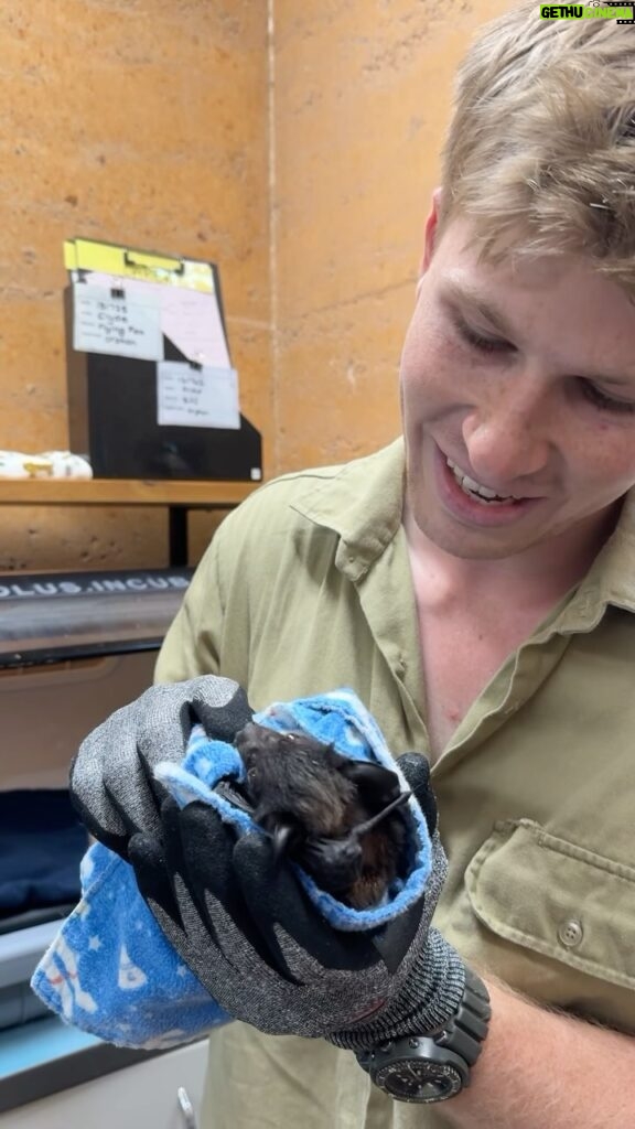 Robert Clarence Irwin Instagram - This is Clyde! A flying fox under our life-saving care at the Australia Zoo Wildlife Hospital!