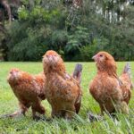 Robert Clarence Irwin Instagram - The newest members of the Irwin Family - Mochi, Cindy and Waffle the chickens… welcome to the fam, girls ☺️❤️