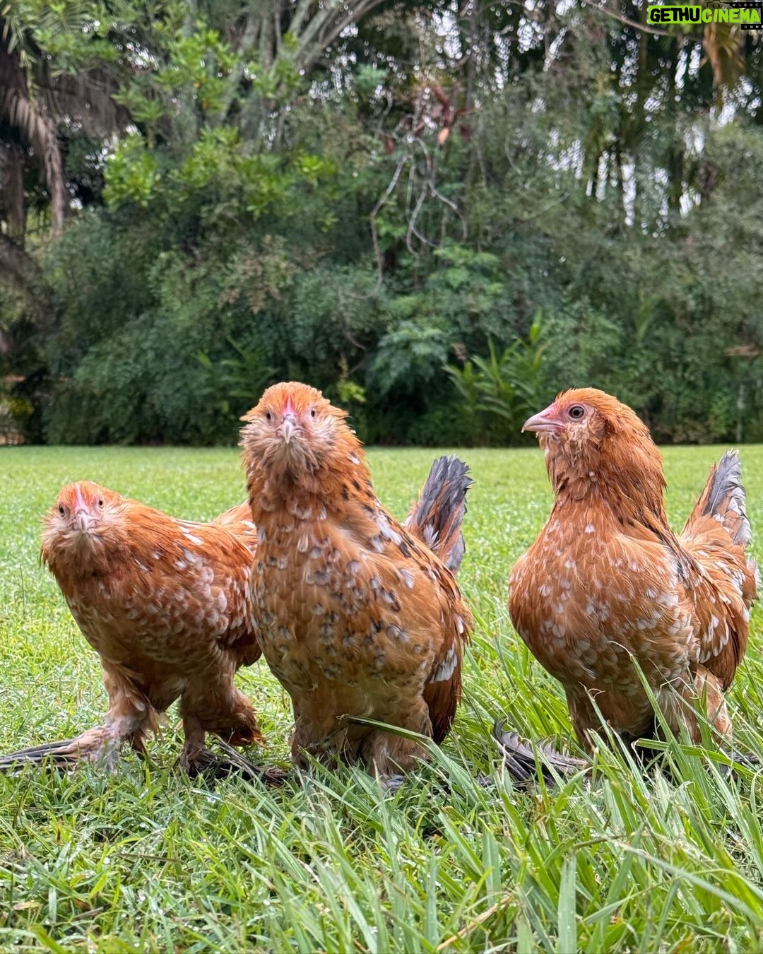 Robert Clarence Irwin Instagram - The newest members of the Irwin Family - Mochi, Cindy and Waffle the chickens… welcome to the fam, girls ☺️❤️
